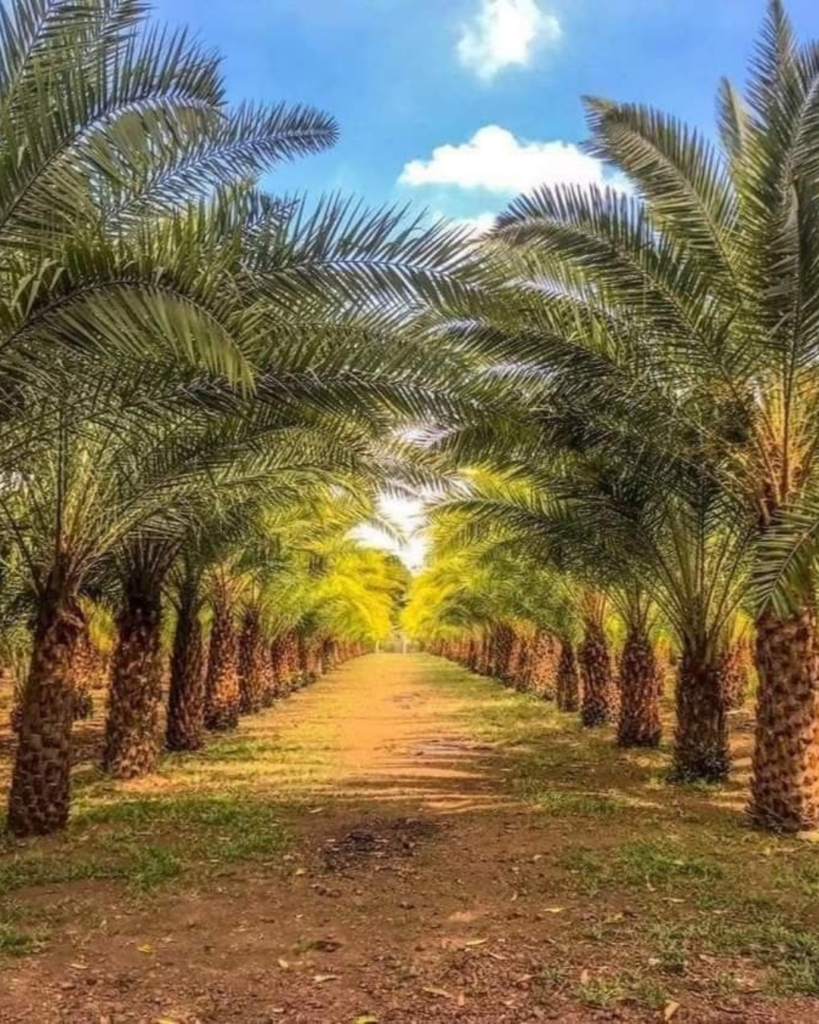 Dates farming investment