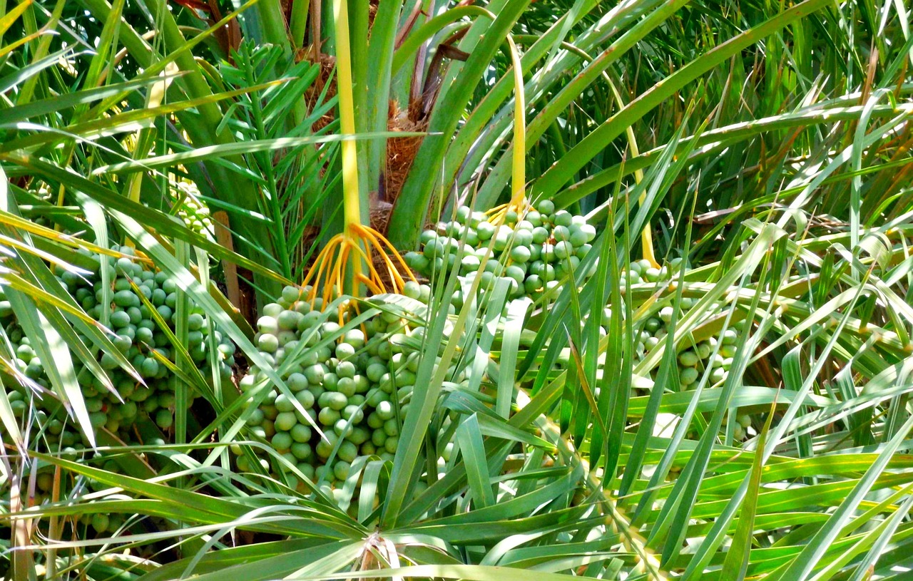 date palm tree 402145 1280